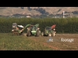 Tomato Harvest 7 1531